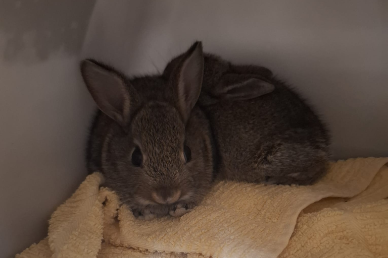 Baby rabbits rescued from drilling rig after cross-country adventure