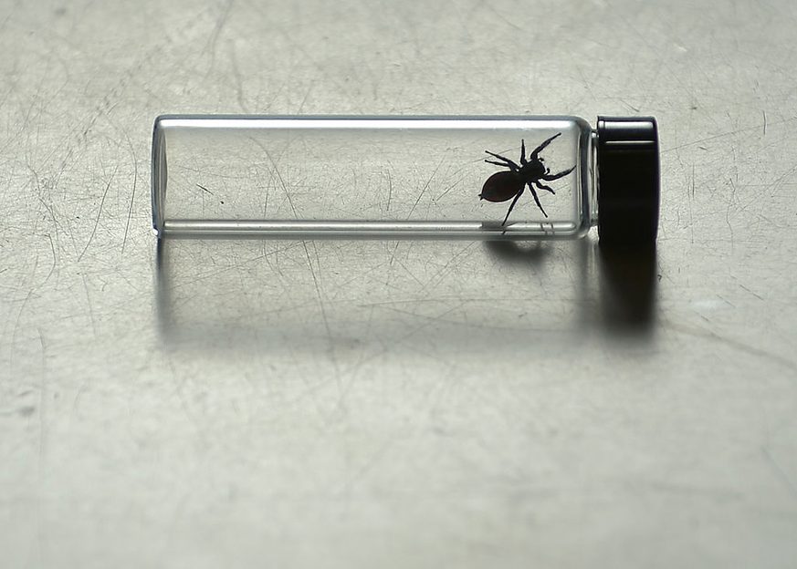 Two spiders were sent to the International Space Station. Scientists ...