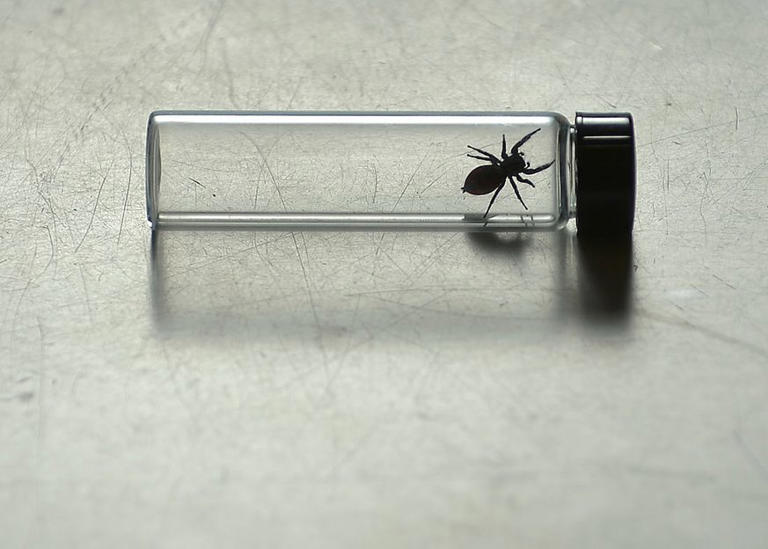 Two spiders were sent to the International Space Station. Scientists ...