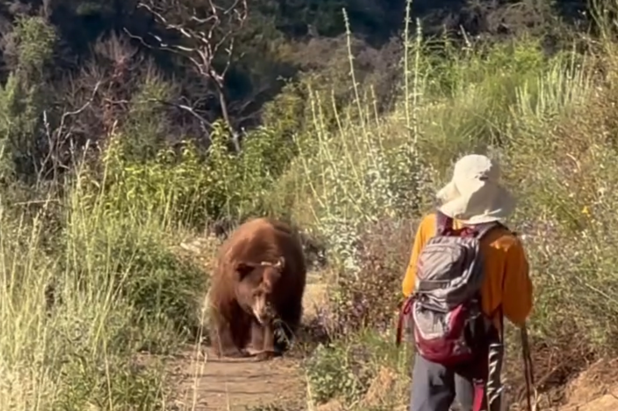 Terrifying moment huge bear charges hiker on Los Angeles trail — before ...