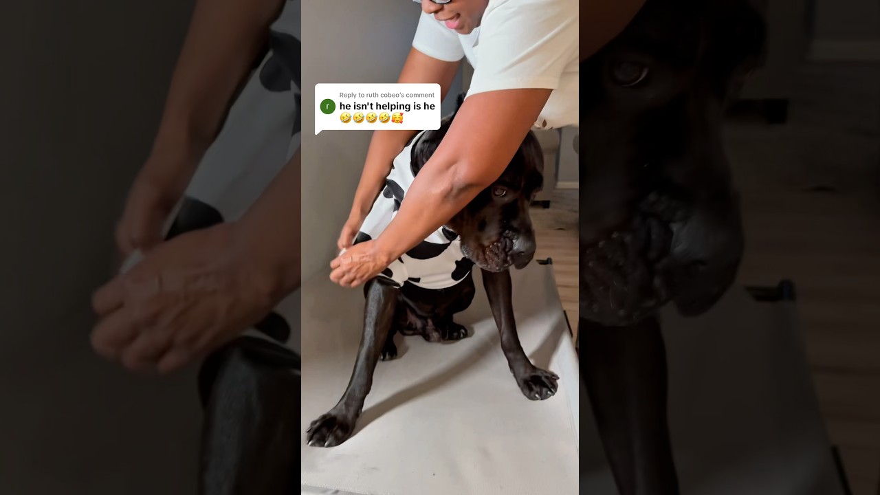 Not at all 😭😂🥴 #banethedog #funny #dogcostumes #halloween # ...