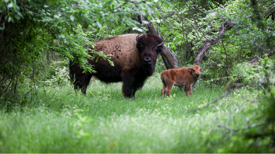 We saw bison at the Fort Worth Nature Center. Here's how they help our ...