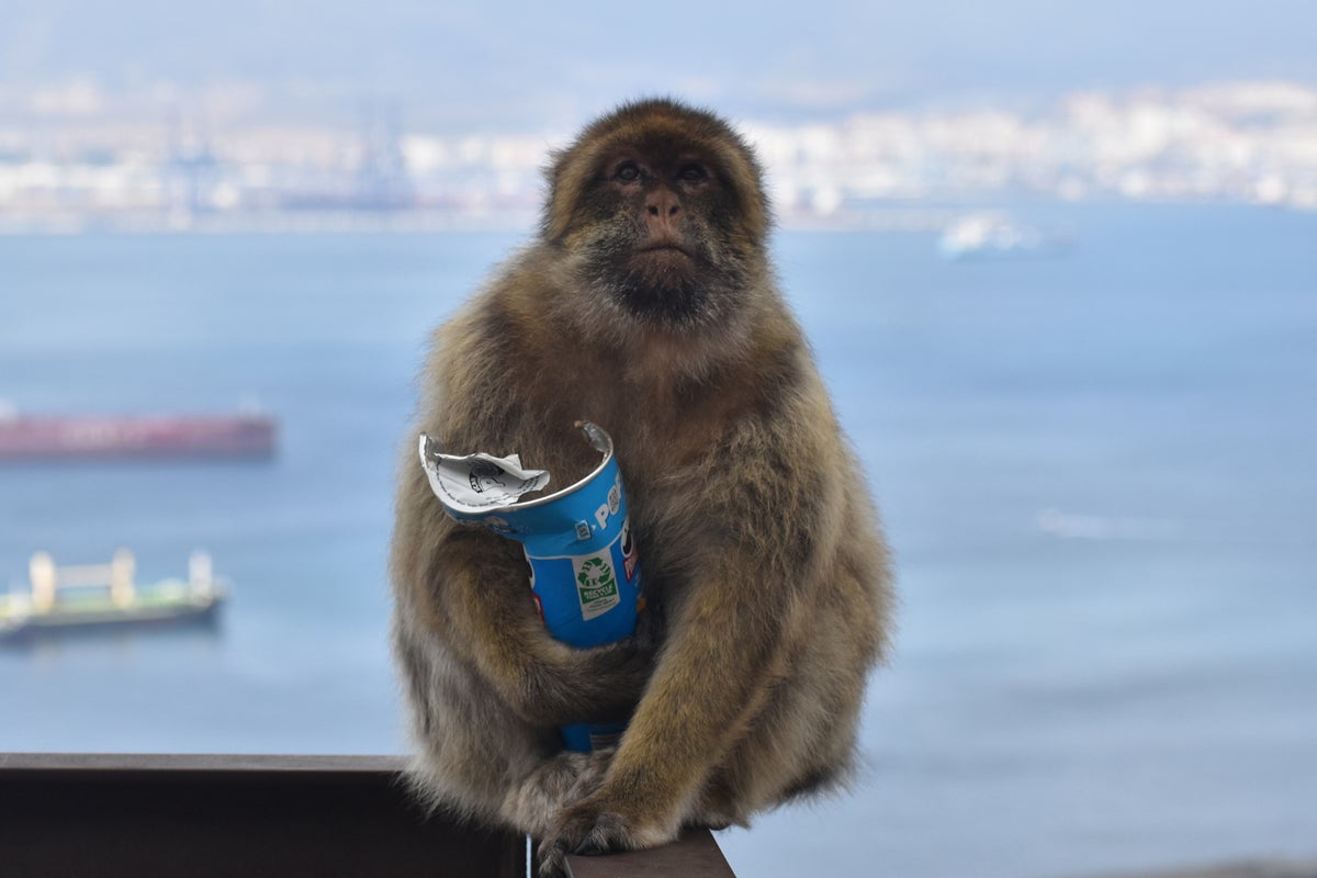 Monkeys eating soil to soothe stomachs after eating too much junk food