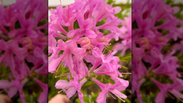 The compact azalea variety you can grow in a pot for colorful blooms