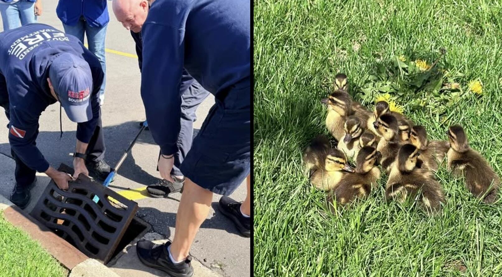 Watch: Firefighters rescue 13 ducklings from storm drain at South Bend ...