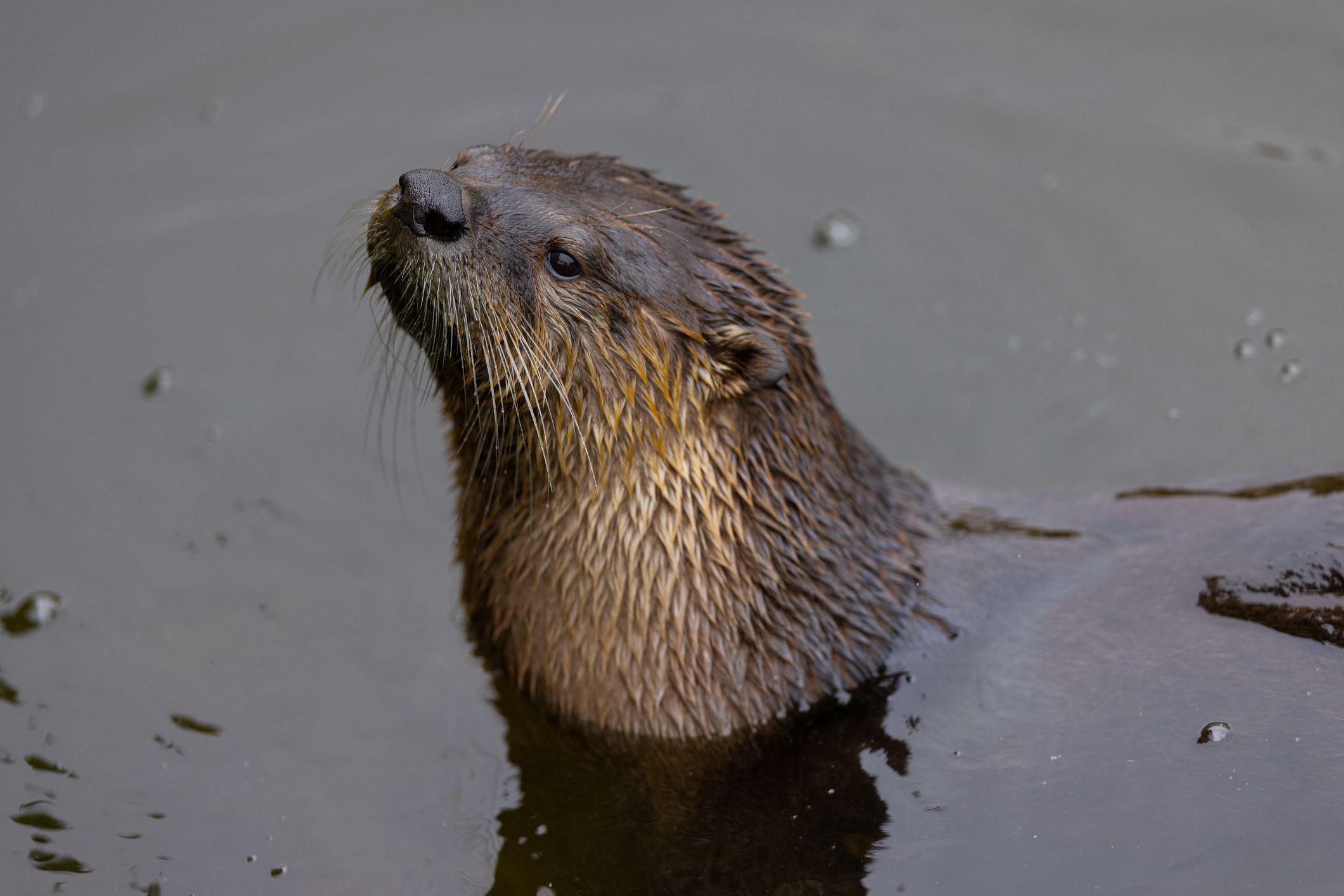 Toddler's family to get $350K after river otter attack