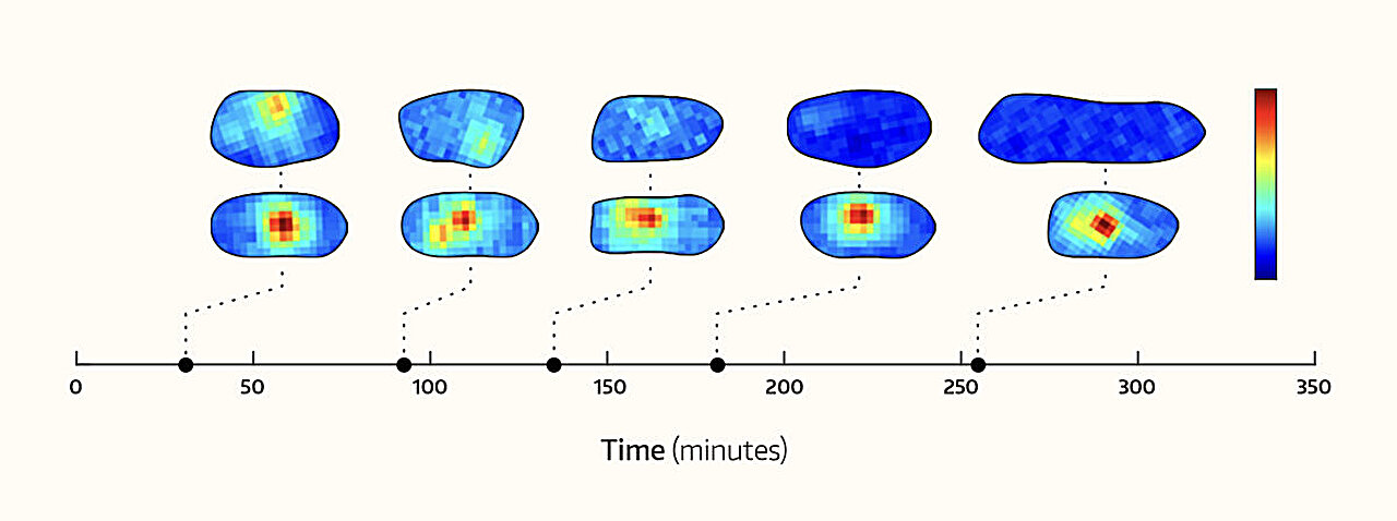 Q&A: Scientists decode the logic behind cells' mysterious protein ...