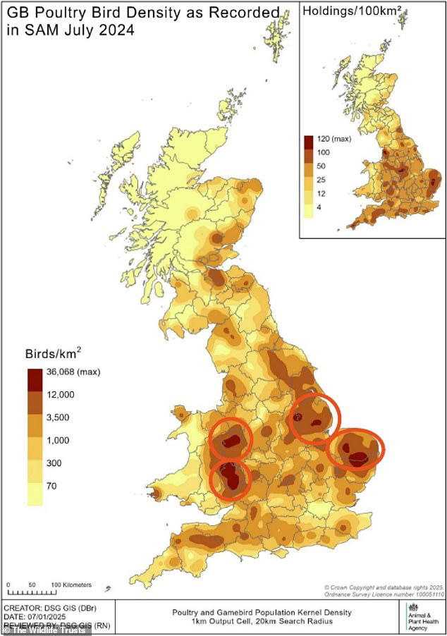 Chicken population density across the UK, with the four hotspot counties – Lincolnshire, Norfolk, Shropshire and Herefordshire – highlighted