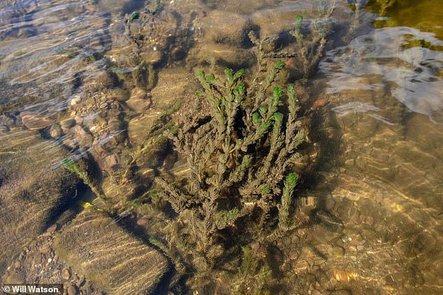 Plants covered in algae and sediment due to increased pollution in the River Wye. Nitrates and phosphororos levels from manure have caused severe ecological decline