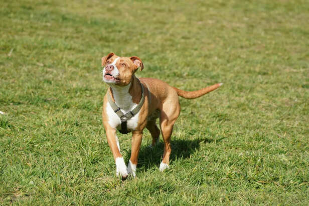One of the most misunderstood dog breeds
