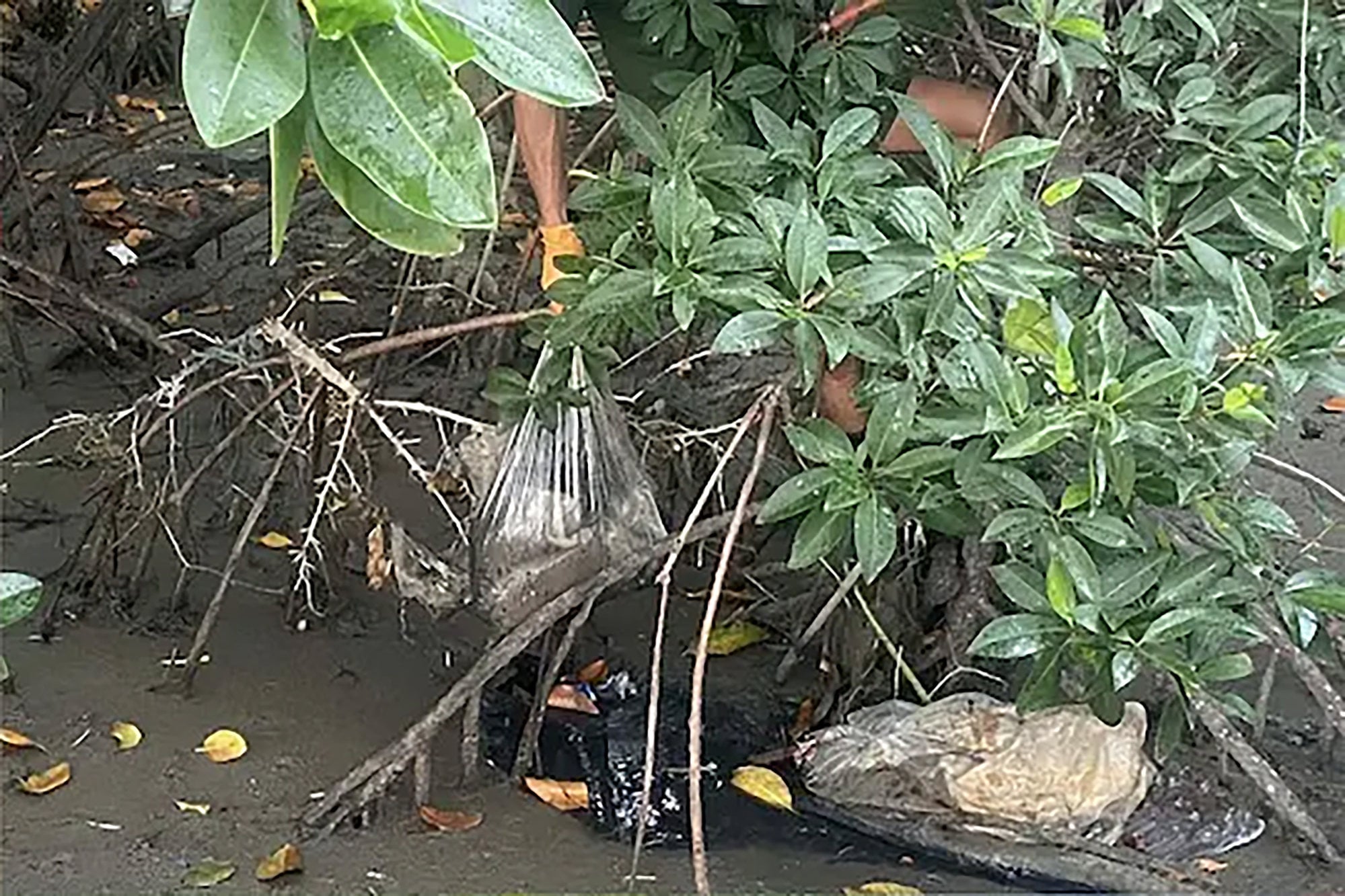Smuggled chicken find hints at Cambodian shortages amid Thai border ...