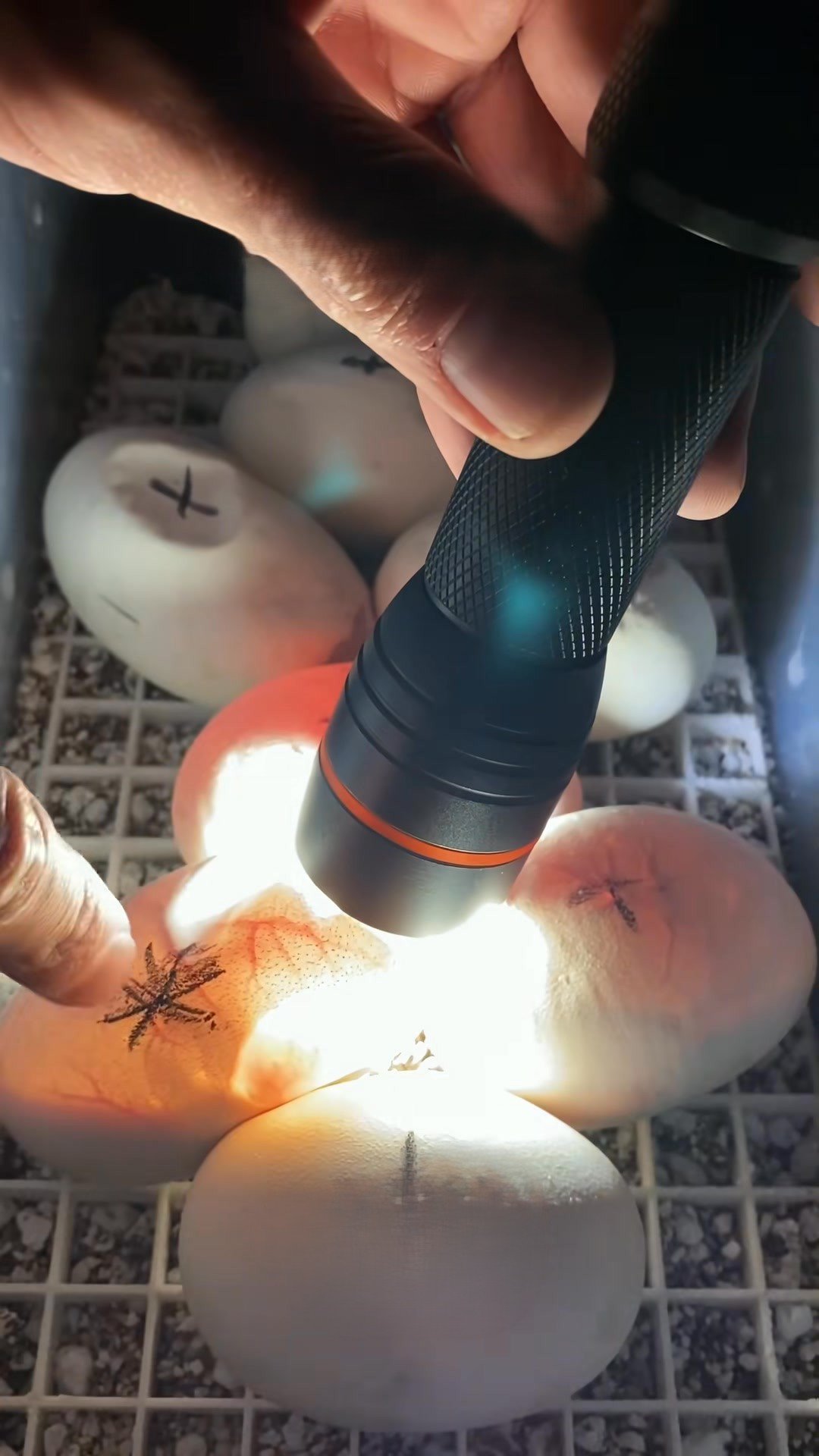 Candling a clutch of eggs with the Molinaro Snake Lab