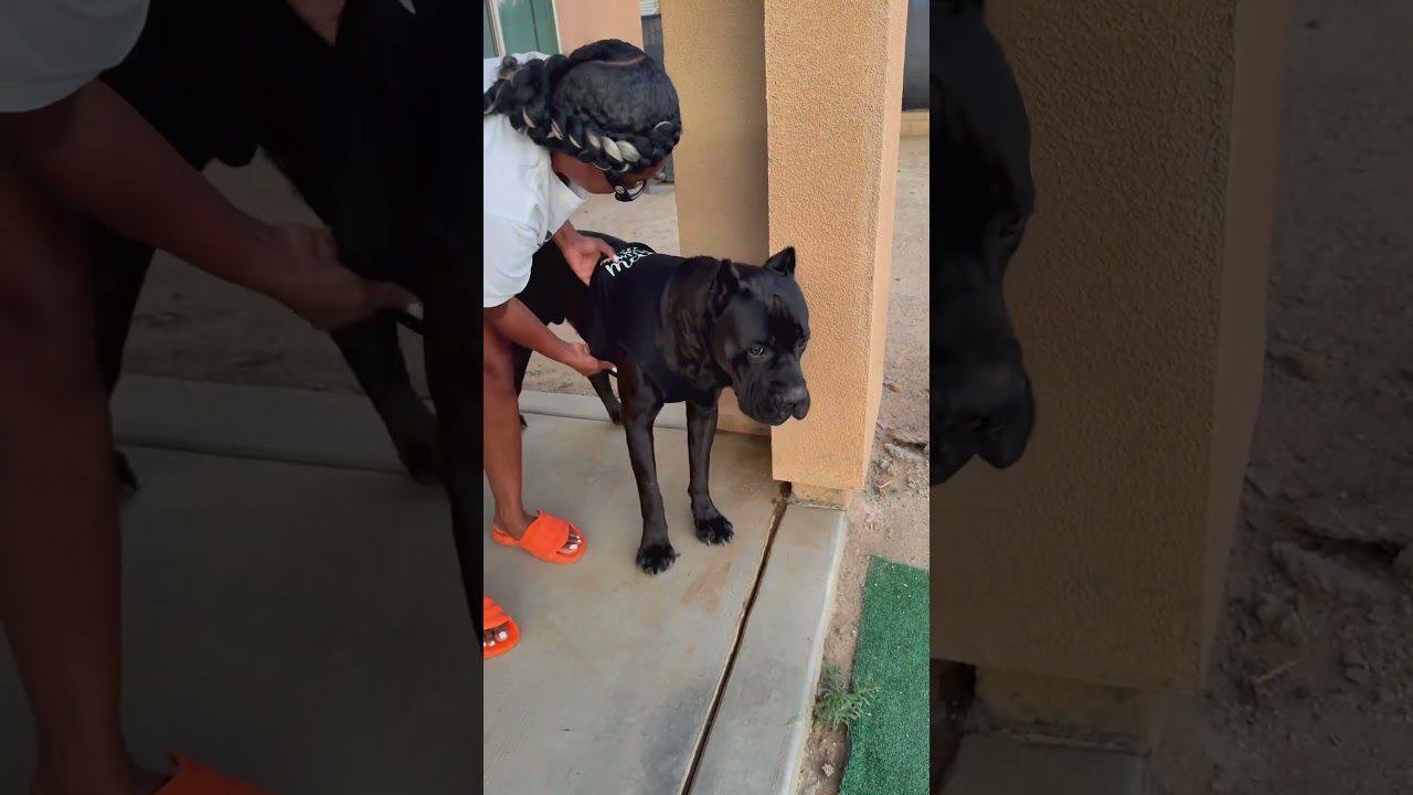 Trying to get this shirt on our dog went on forabout 20 mins # ...