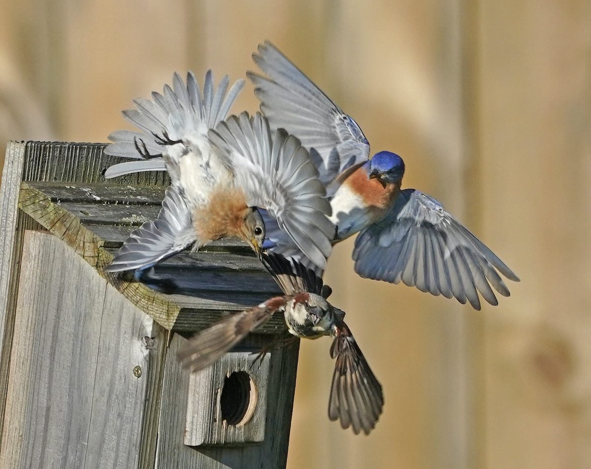 How to keep house sparrow nests out of bluebird boxes