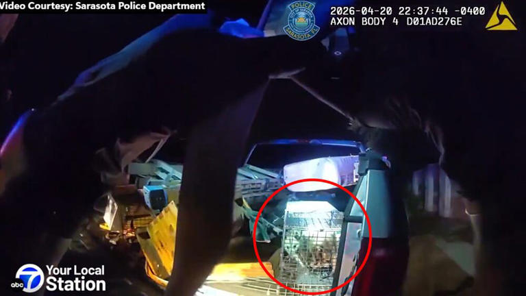 Traffic stop leads to discovery of opossum family in truck bed