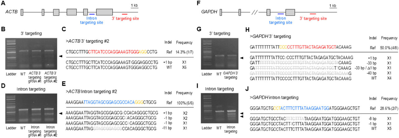 Chicken gene-editing advance opens path to drug-producing eggs