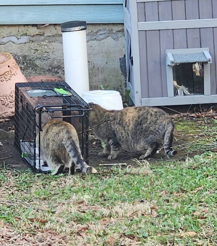 Rescuer Hears Crying Under Concrete Steps And Finds Way More Babies Than Expected