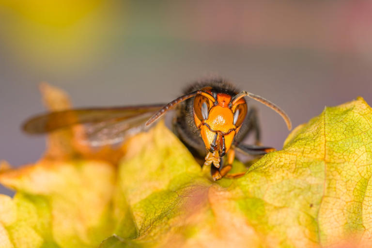 Invasive 'murder hornet' lookalike raises concerns for pollinators in ...