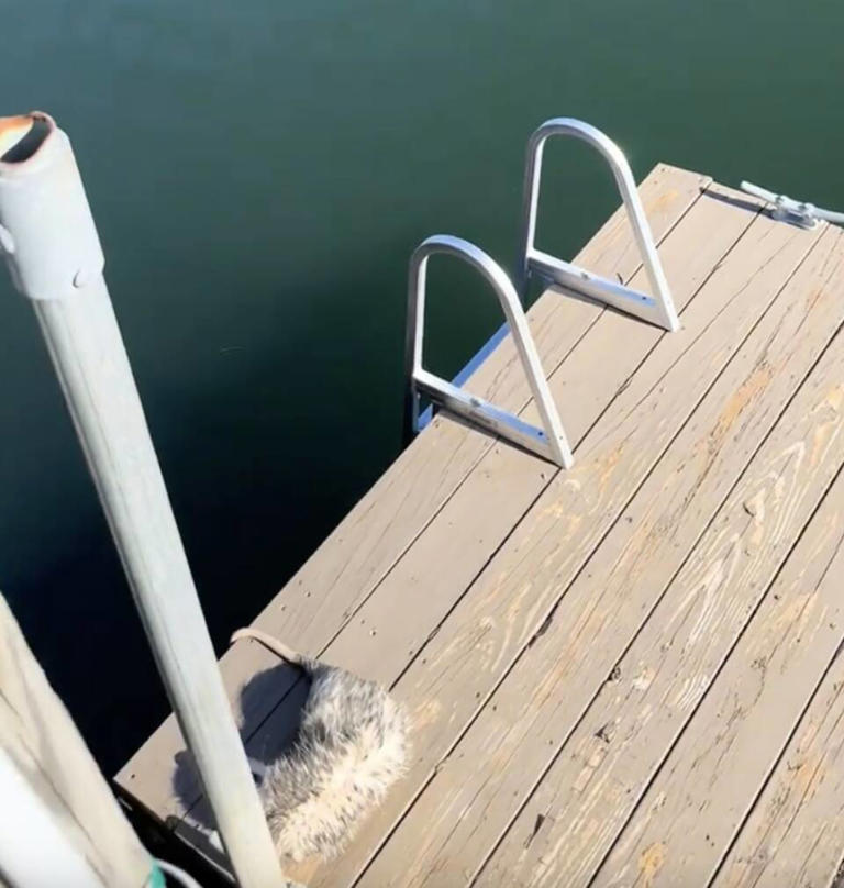 Woman hears dogs barking at dock — and finds wild animal who shouldn't ...
