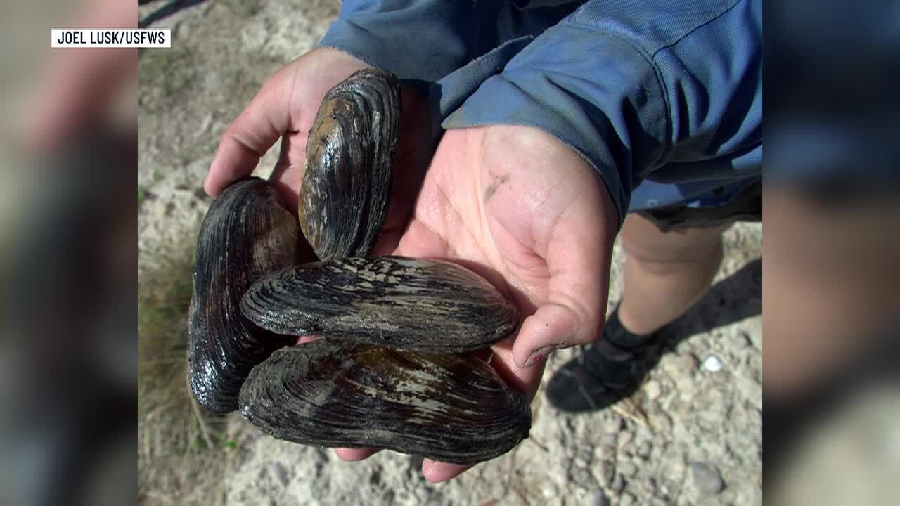 Endangered Texas hornshell mussel threatened by proposed border barriers