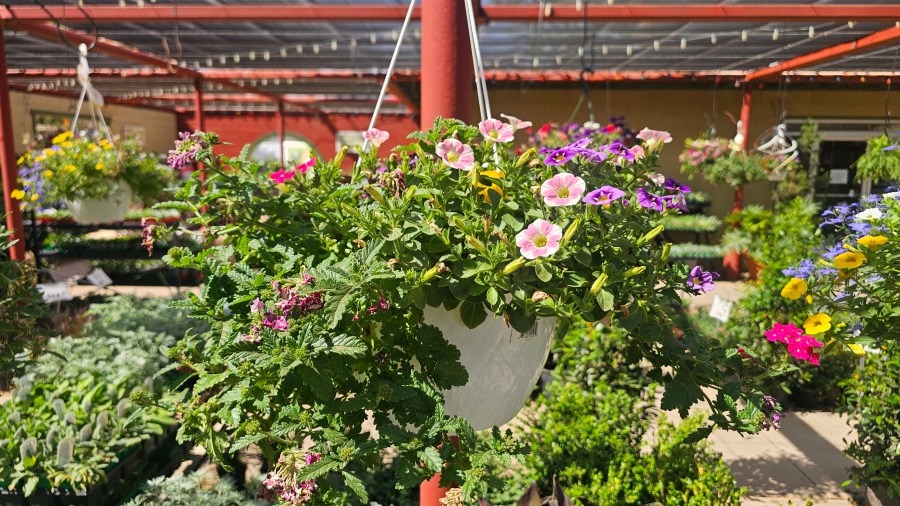 Local plant nursery offers gardening tips for beginners