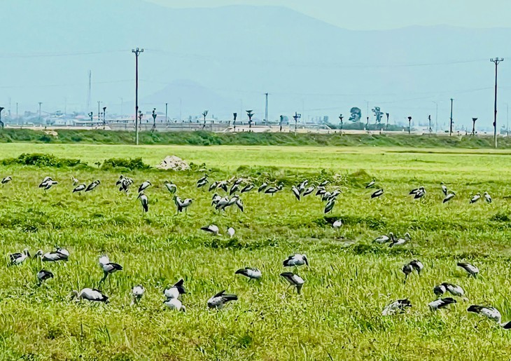 Xuất hiện đàn chim trời với hàng trăm con trên cánh đồng ở Hà Tĩnh