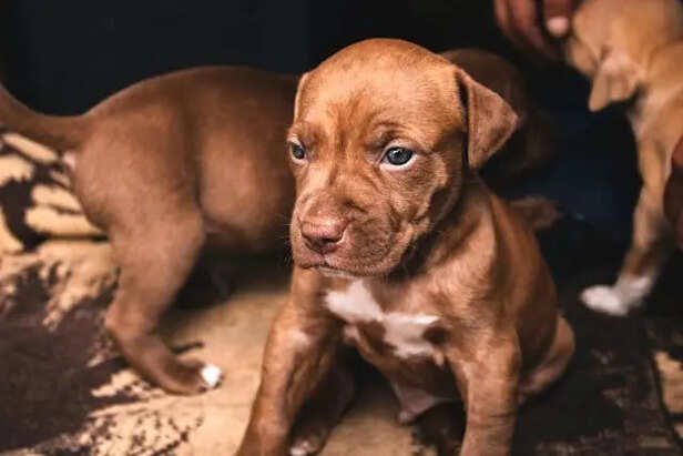 One of the most misunderstood dog breeds