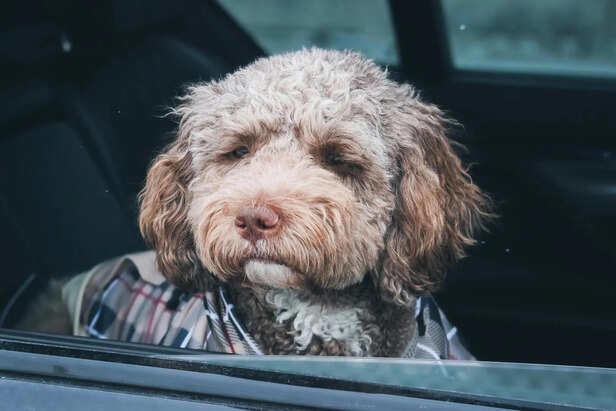Lagotto Romagnolo: The truffle-hunting dog with a curly coat