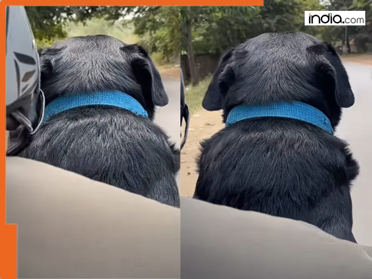 Rapido rider delivers DOG as 'parcel', adorable video goes viral and ...