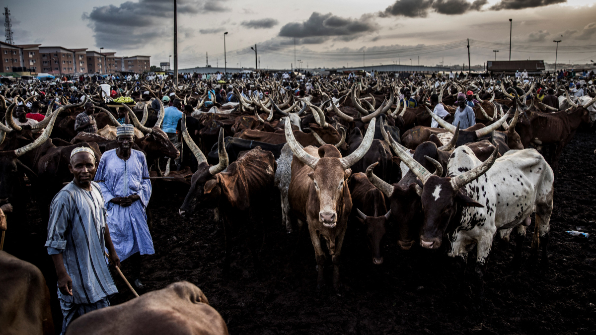 Nigeria targets $74bn livestock boom to tackle food crisis and inflation