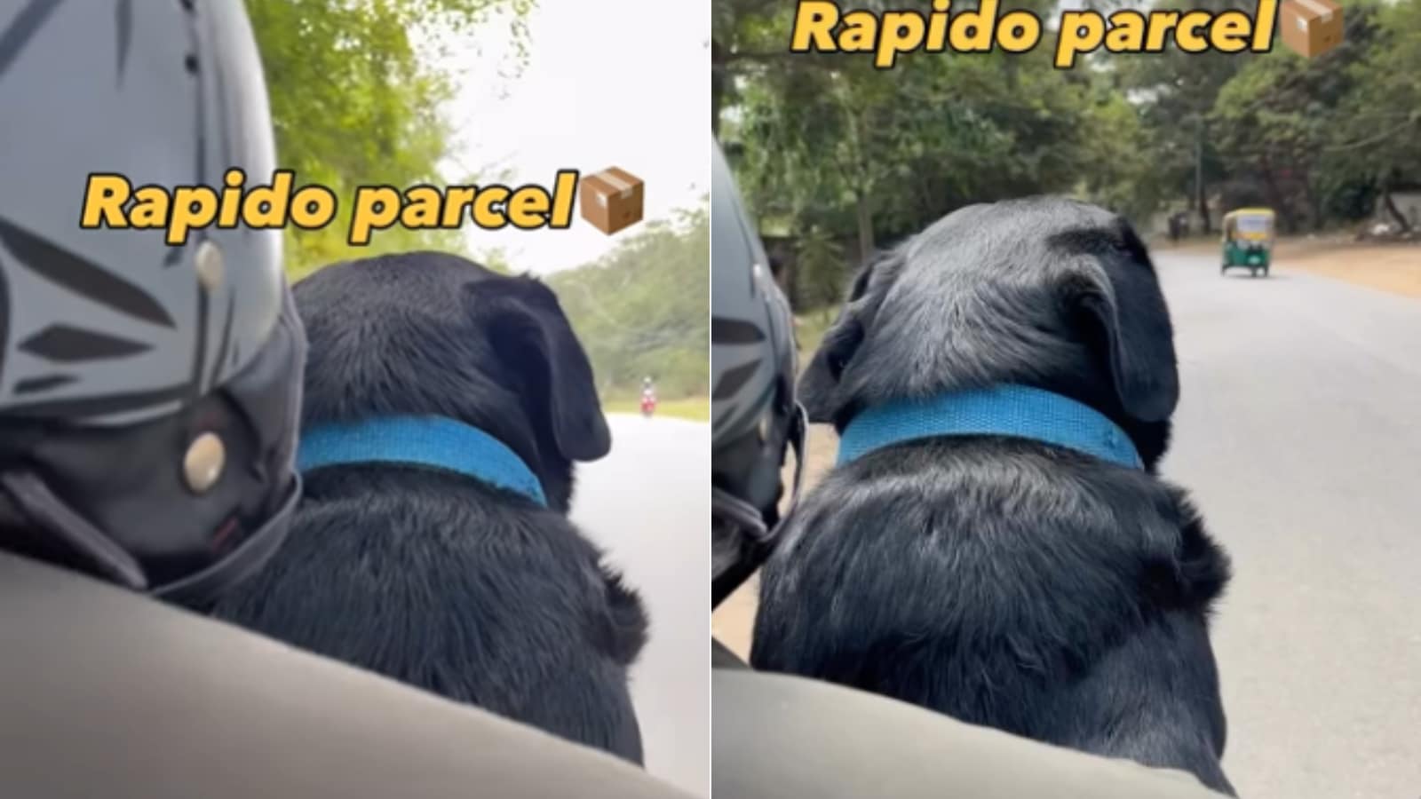Rapido rider’s adorable dog delivery goes viral; internet says 'Kitna ...