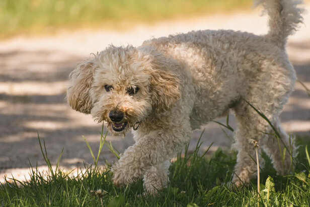 Lagotto Romagnolo: The truffle-hunting dog with a curly coat