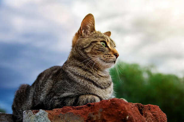 5 secret cat behaviours experts say reveal their intelligence