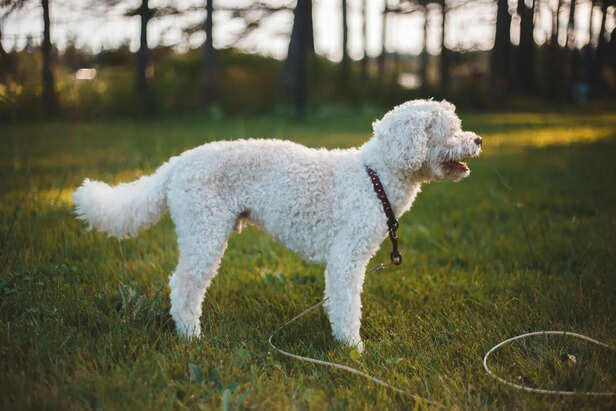 Lagotto Romagnolo: The truffle-hunting dog with a curly coat
