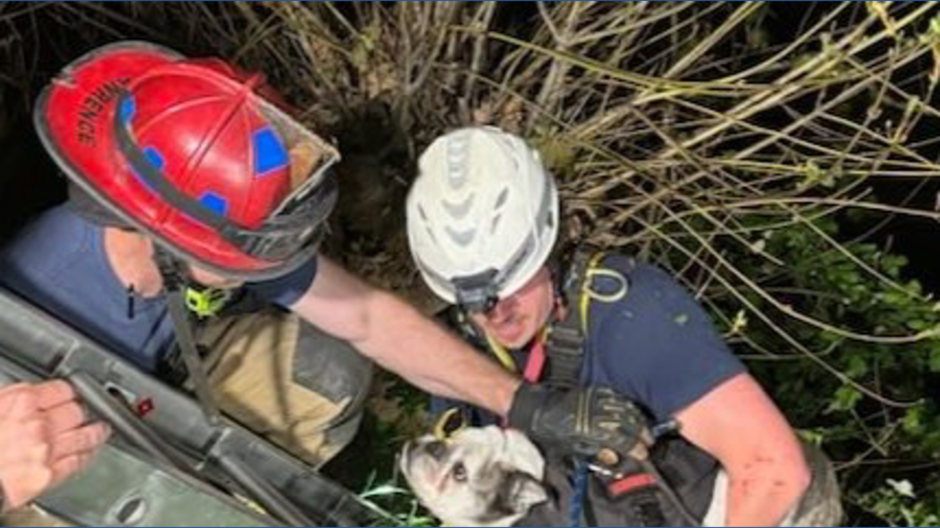 Bulldog rescued from 20-foot cliff in southwest Washington