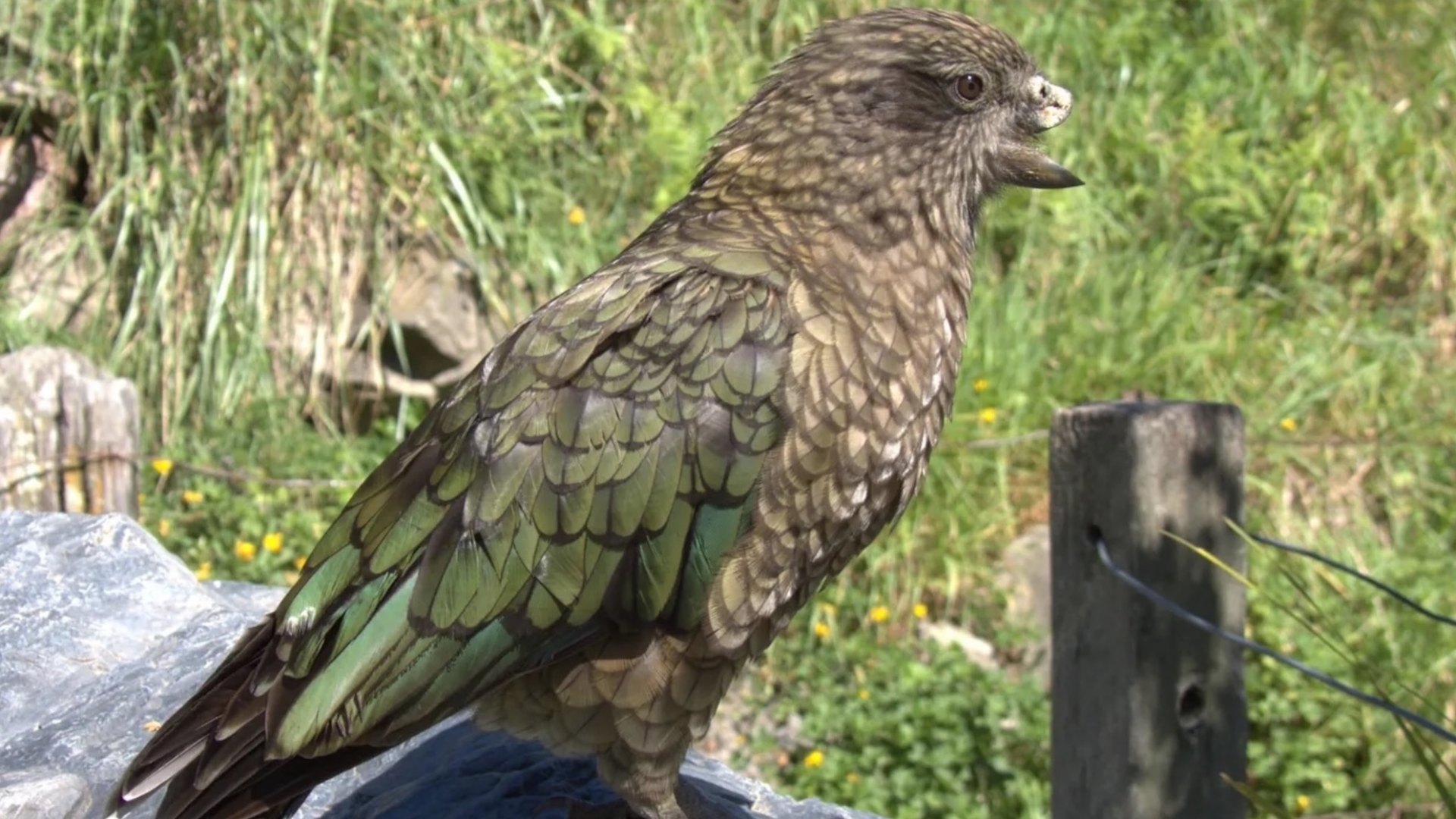 Parrot missing half his beak became the alpha male of his group