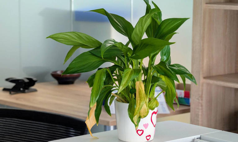 Why are my peace lily leaves turning yellow? 3 steps to bring back the ...