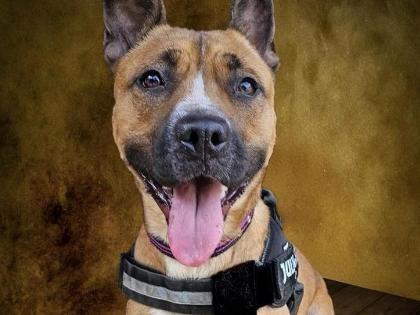 Meet some gorgeous dogs at the RSPCA hoping for their forever ...