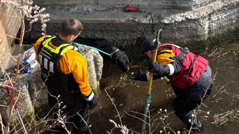 Teamwork saves dog trapped in Lake Erie drainage area