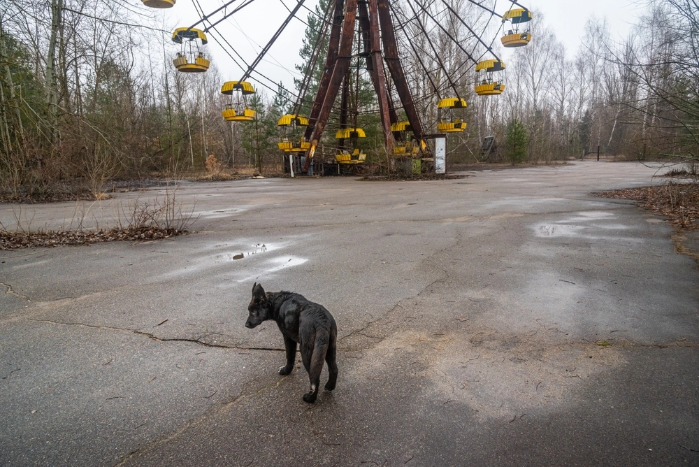 Chernobyl, 40 years on: how wildlife returned to one of the most toxic ...