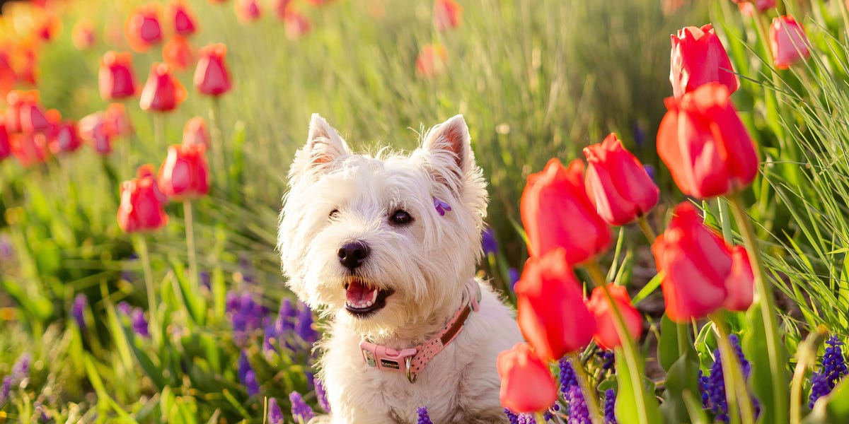 Dog owners warned about toxic spring plants – including tulips and ...