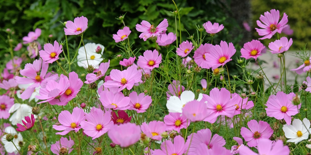 How to grow cosmos this April and May for a stunning summer garden year ...