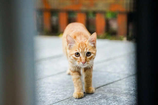 5 secret cat behaviours experts say reveal their intelligence
