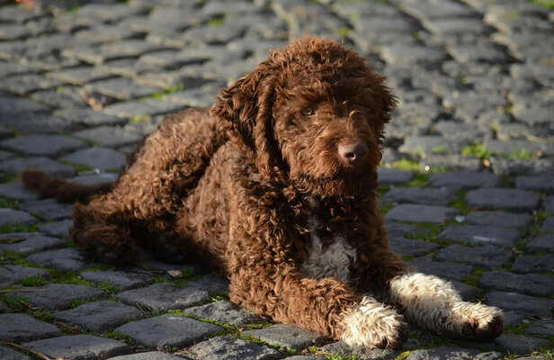 Lagotto Romagnolo: The truffle-hunting dog with a curly coat