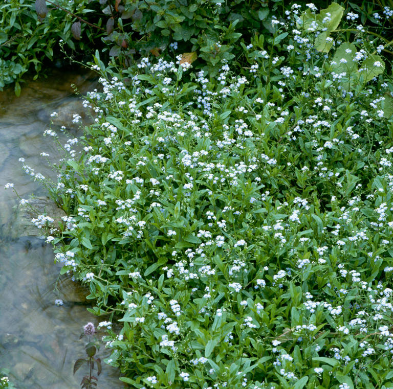 Say goodbye to green pond water