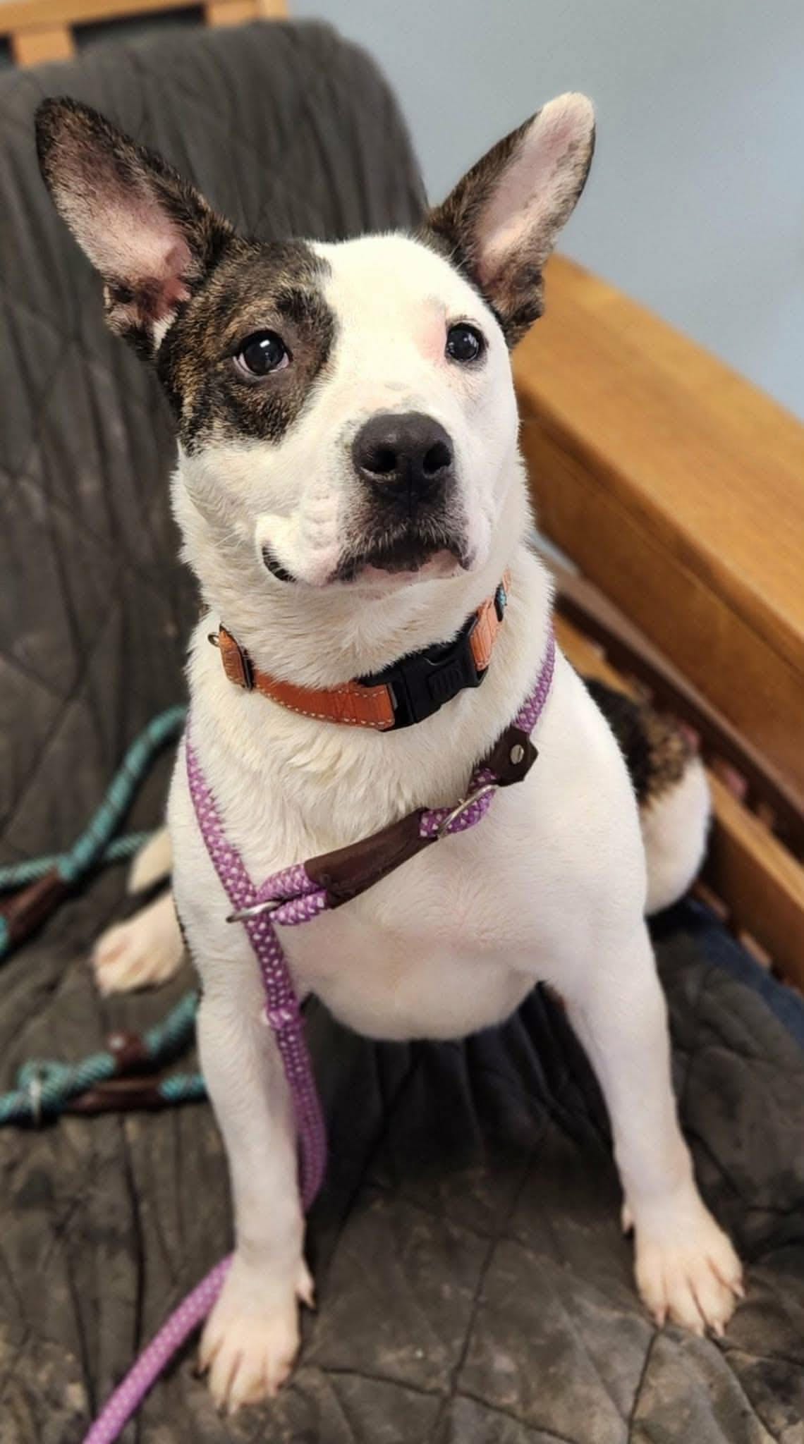 Meet Jayden, the Star's pet of the week