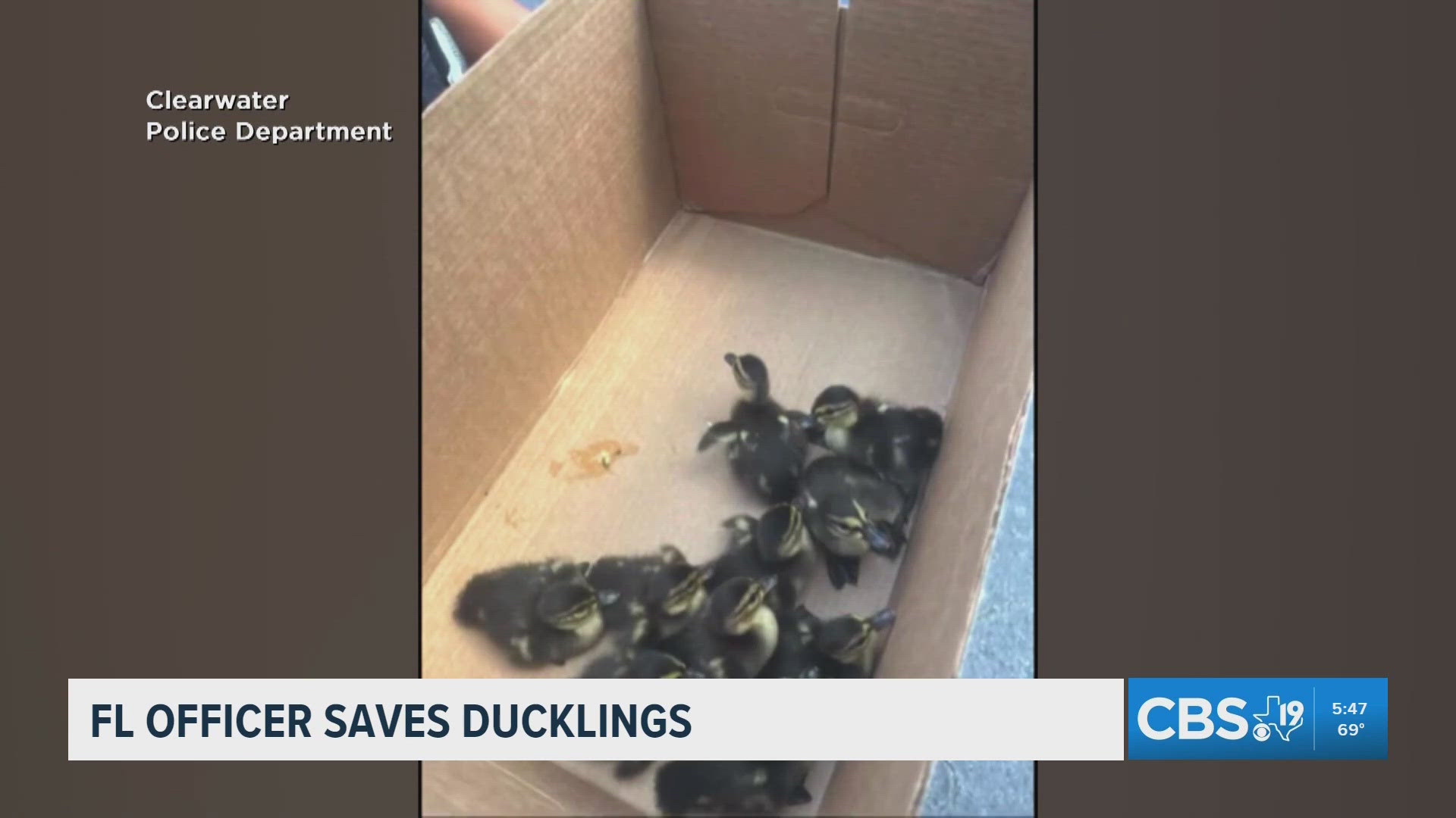 Officer rescues ducklings from storm drain, returns them to mother