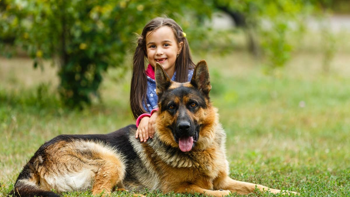 7 guard dogs that are actually gentle giants, according to vets