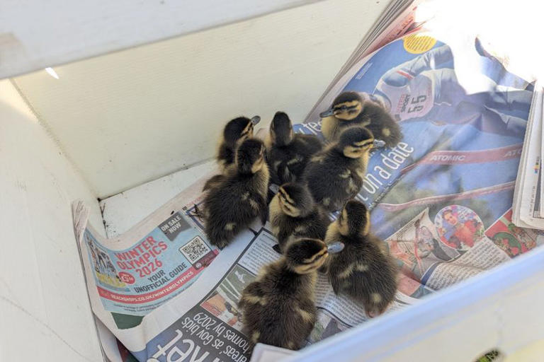 Ducklings rescued from storm drain - thanks to YouTube clips