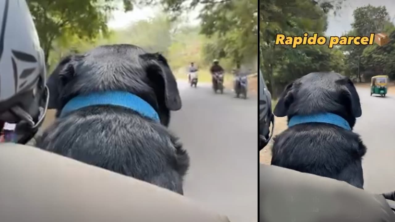 Rapido rider delivers dog as ‘parcel’, viral video wins hearts ...